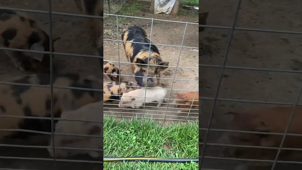 At least momma is patient | #kunekune #pig #piglets #farmlife #homesteading