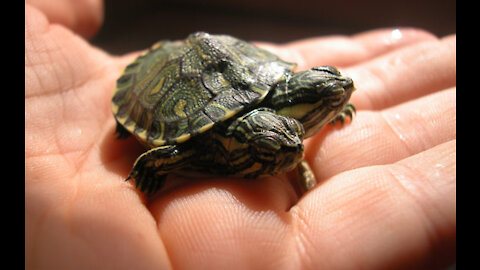 baby turtle is born with two heads