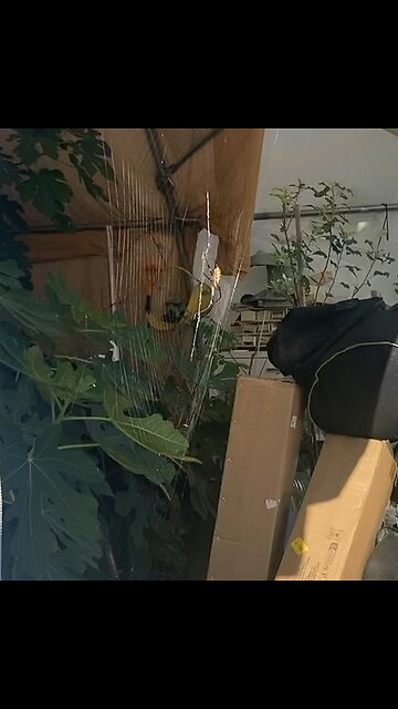 Rocking garden spider