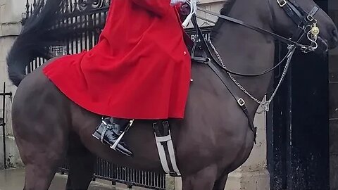 Horse spins around out side of box #horseguardsparade