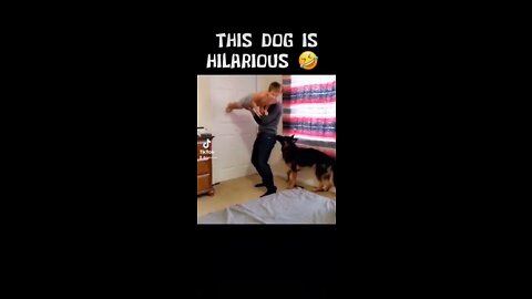 Hilarious dog