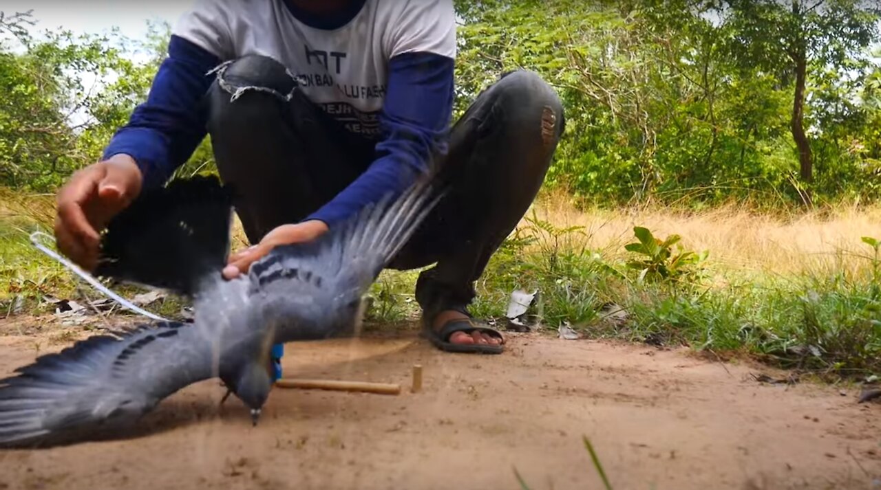 How to Build a Simple Bird Trap Using Hand Saw & Pipe Blue