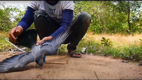 How to Build a Simple Bird Trap Using Hand Saw & Pipe Blue