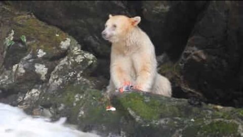 Urso raro filmado em floresta no Canadá