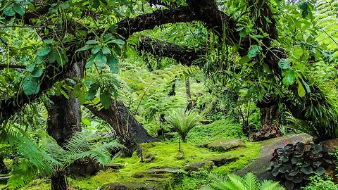 Rainforest Thunderstorm| Stress Relief| Meditation| Spa| Background for Studying| Sleep