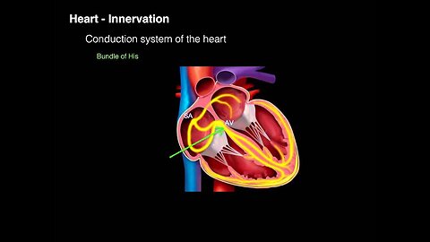 Conduction system of the heart