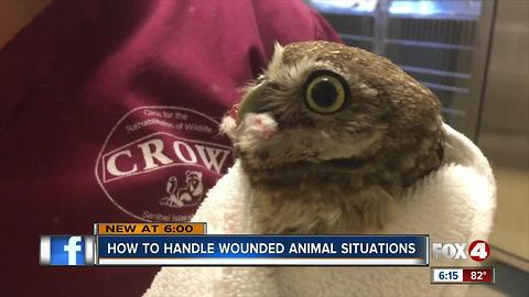 How to Handle Wild Wounded Animals