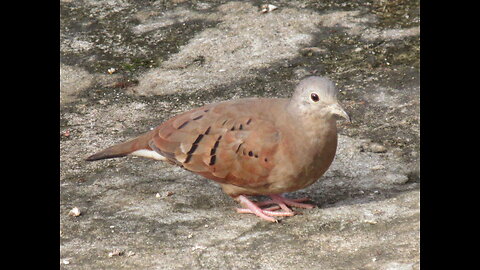 The Life of a Turtledove: How a Rescue Changed Us Forever