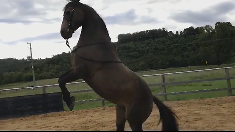 This horse knows how cool she is