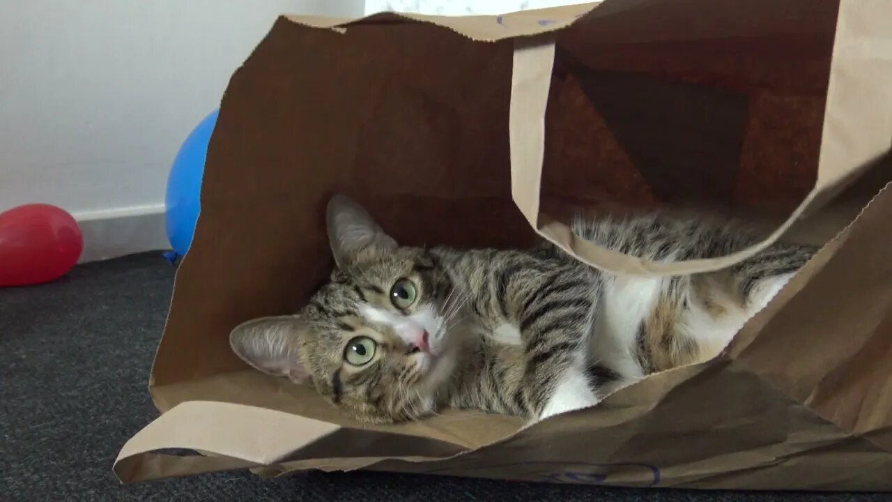 Quiet Cat Meditates in a Paper Bag