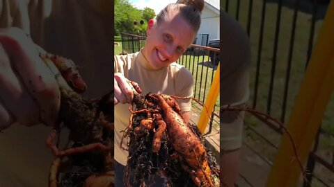 Bucket Gardening SWEET POTATO HARVEST to Plate! 🪣🌱🍠😋 #shorts #viral #tiktok #trending #garden