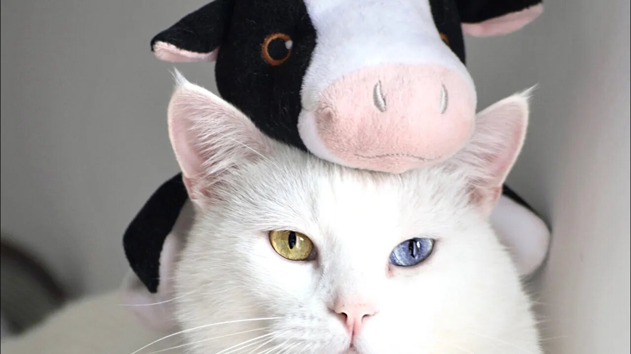 Try NOT to Laugh! 😹 OMG! 🙀 This Cat Is Holding On for DEAR LIFE! (#212) #Clips