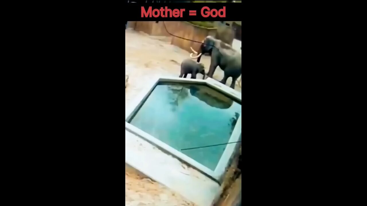 Elephant. Mother saves Baby Elephant.mp4