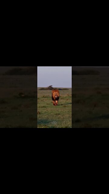 Jesse The Nomad King #shorts | #ShortsAfrica