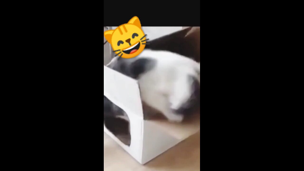 Funniest catsIn The World Funny and Fails Pets Video @shorts @43 @cats @funn