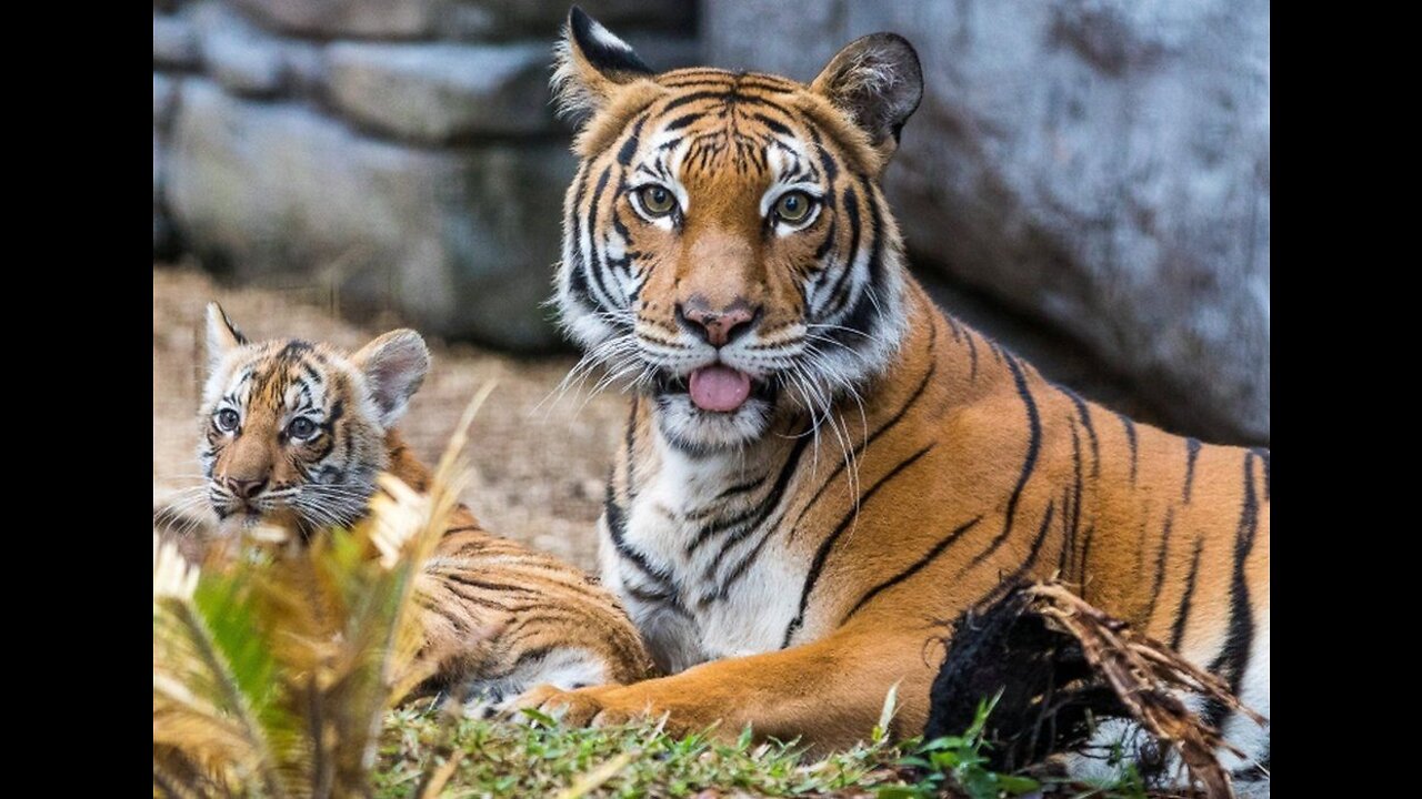 Wildlife Videos