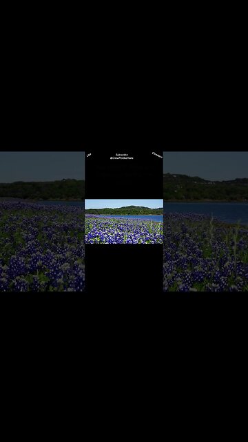 The Bluebonnet, the state flower of Texas #flowers #shorts