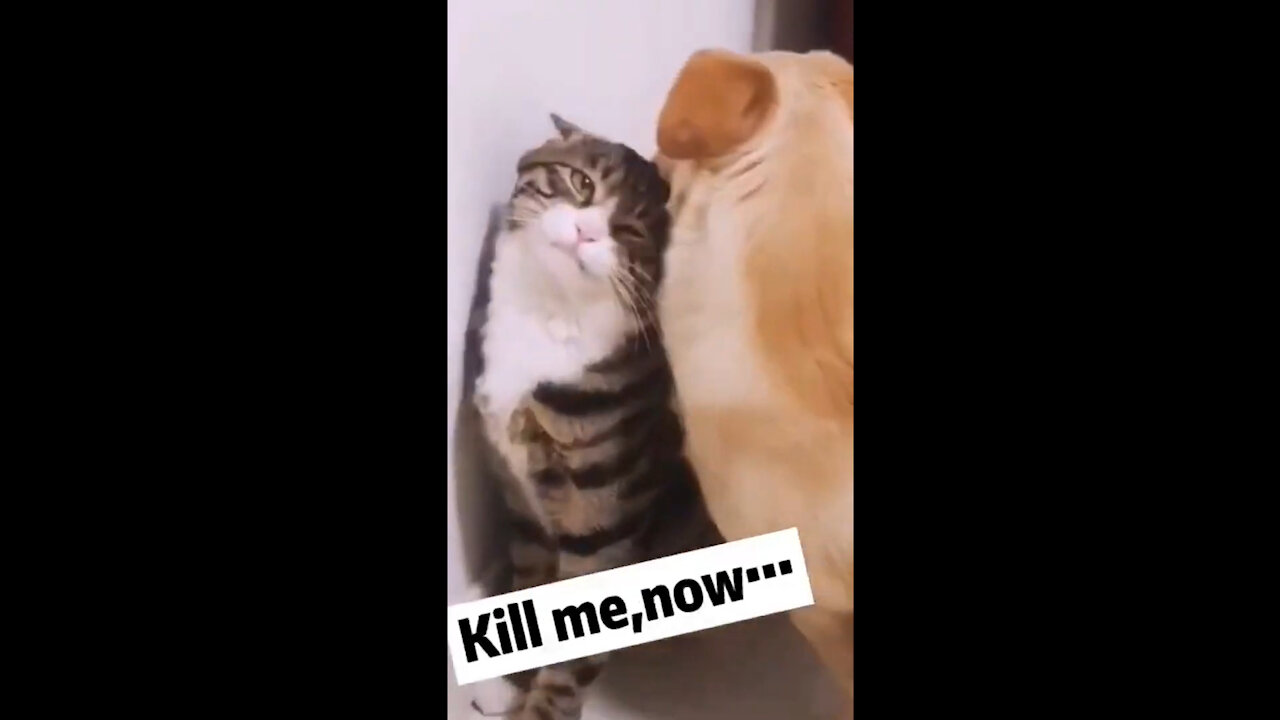 Cute puppy tries to play with the kitten but he got refuse