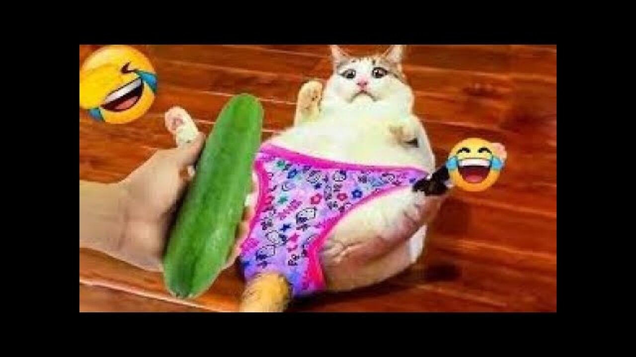 Funniest Animals 2024 😻 Best Funny Cats and Dogs Videos 😂🐶 Part 18