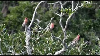 House Finches Gather on The Oak Tree 🌳 11/23/22 12:56