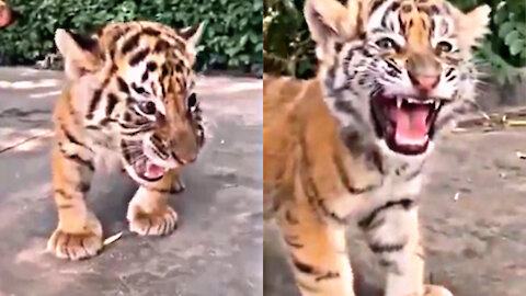 Baby Tiger crying 🐯🐯 cute little Tiger baby