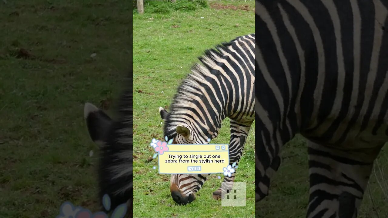 Mind Blowing Animal Facts - You Have To Hear This!!!! #zebra #animal #animalfacts #zebras