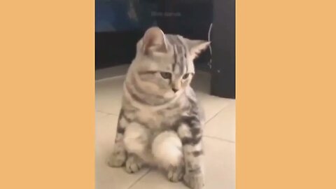 Funny Animal Videos Best Dogs And Cats Funny Videos