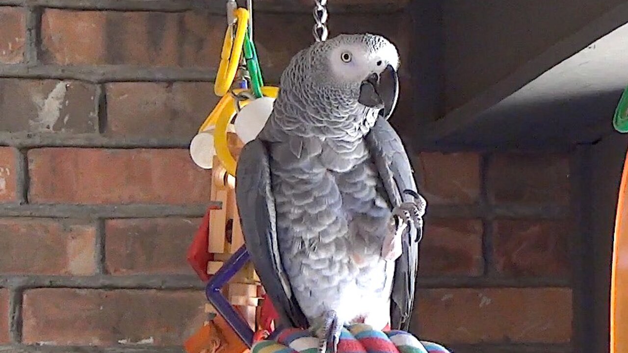 Talking parrot flawlessly imitates the sound of water