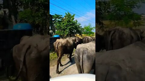 Morning traffic jam in Chitwan #shorts #chitwan #nepal