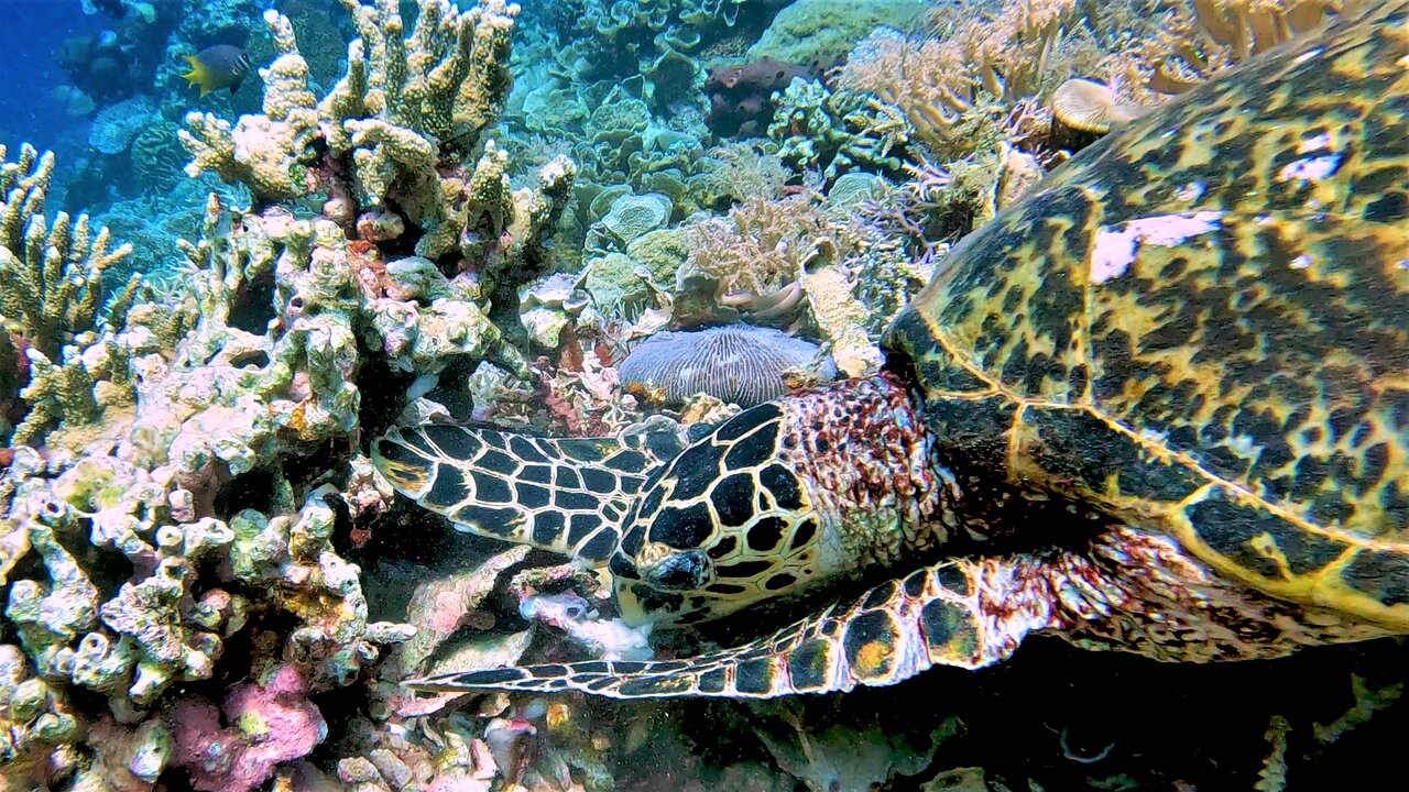 Beautiful sea turtle works hard to get its meal in the crevice