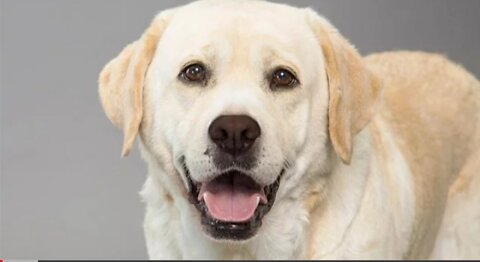 TOP 10 dog barking videos compilation 2016 ♥ Dog barking sound - Funny dogs