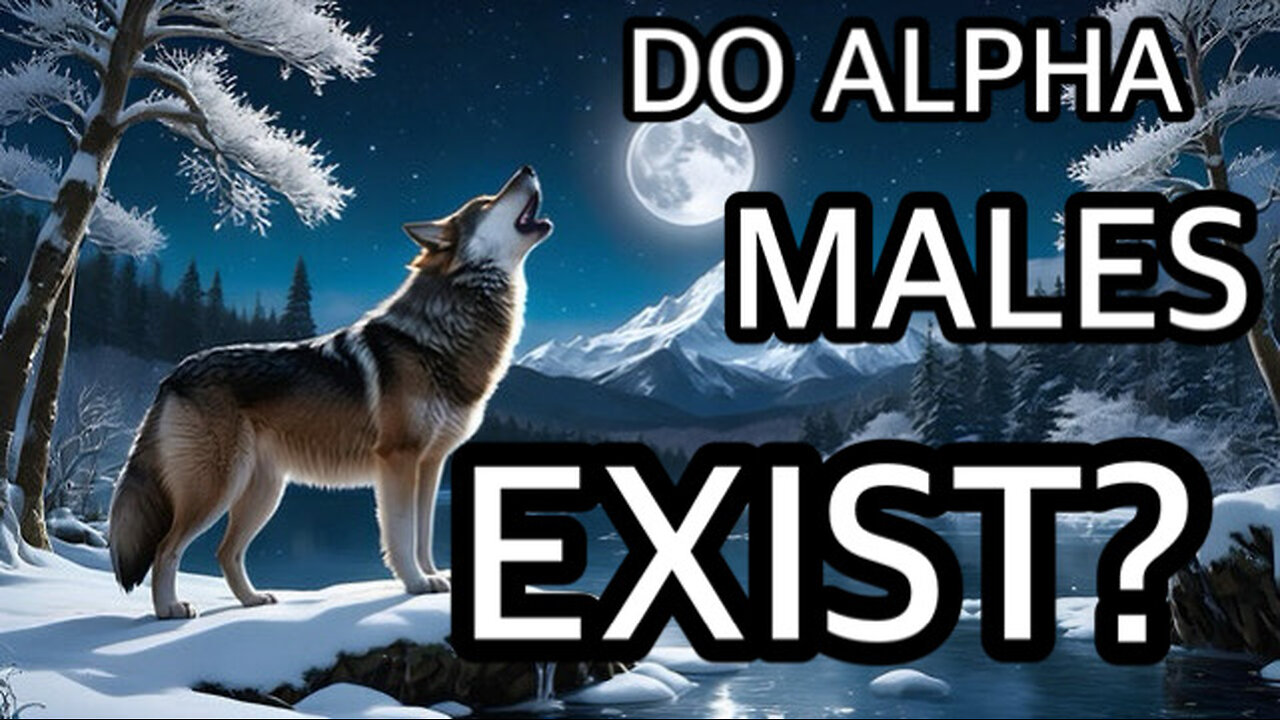 DO ALPHA MALES EXIST?