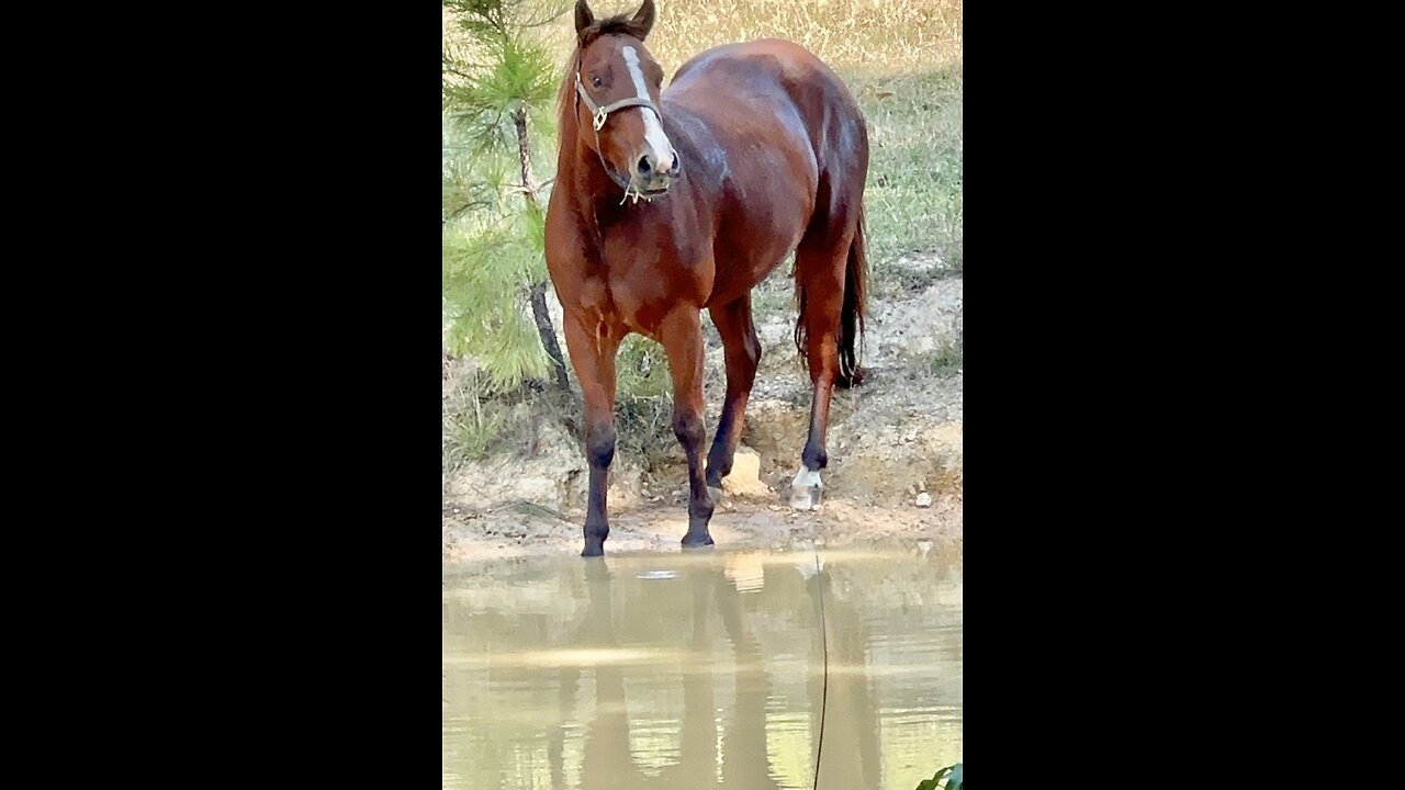 Beautiful 3year old quarter horse gets well deserved cool drink of water.