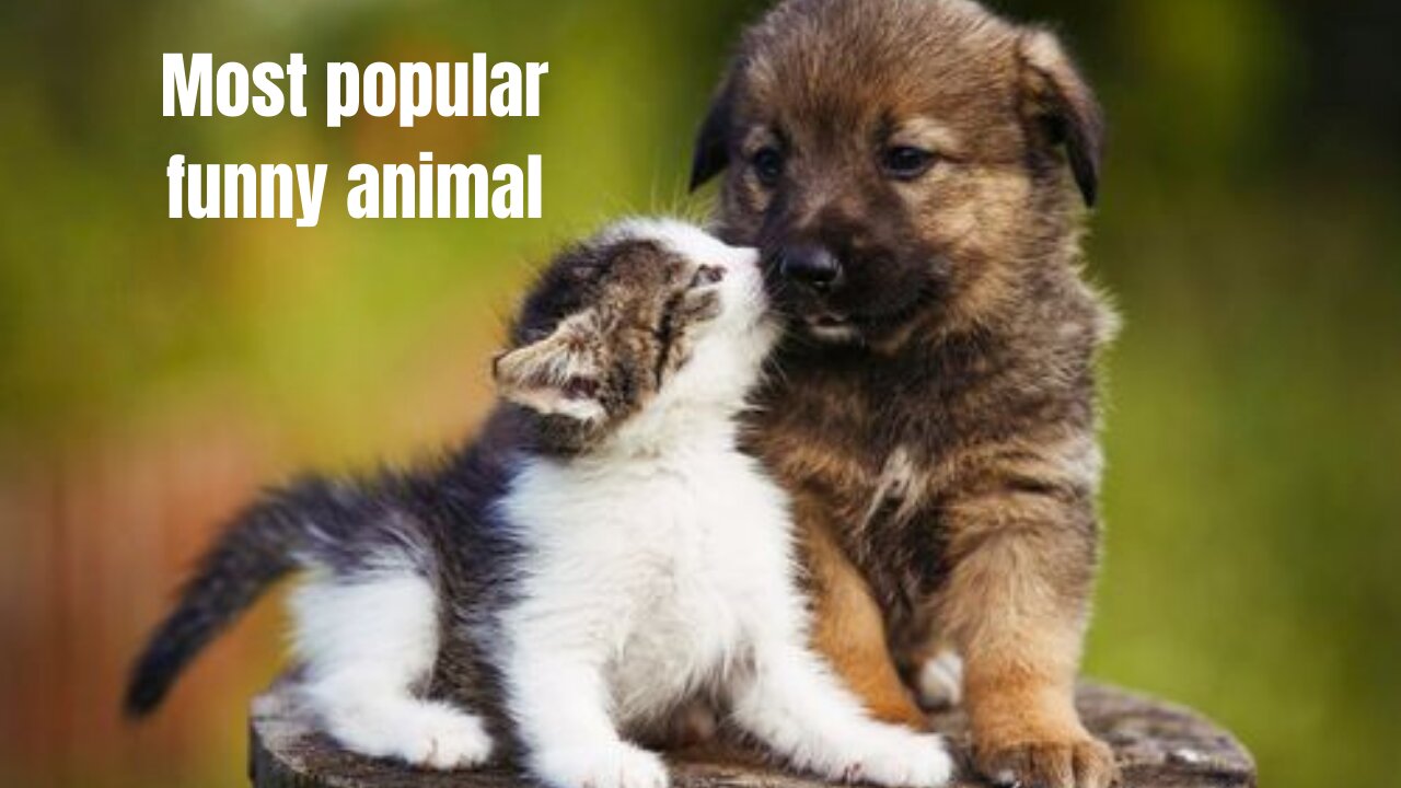 TOP 50 MOST POPULAR FUNNY ANİMAL VİDEOS!!!