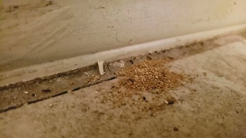 Ants just keep coming up through the crack in the tile. Treat it and seal it.