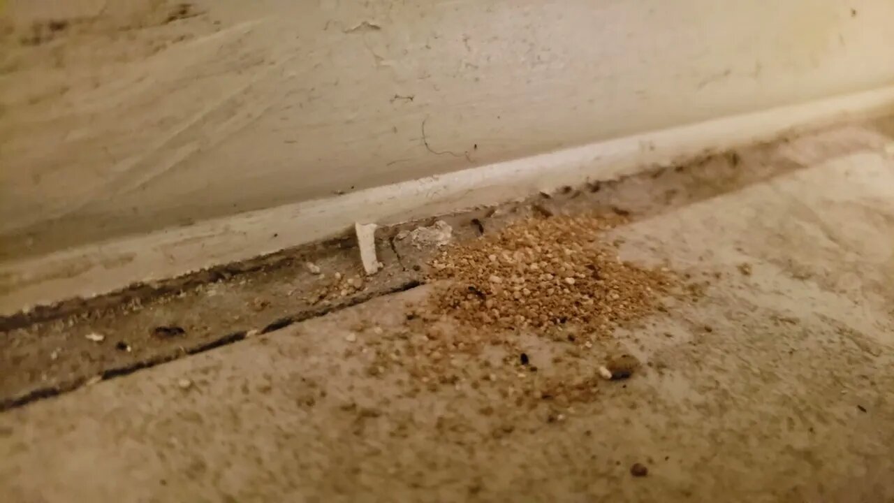 Ants just keep coming up through the crack in the tile. Treat it and seal it.