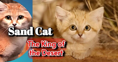 Sand Cat: The unbeatable king of the desert though it looks cute