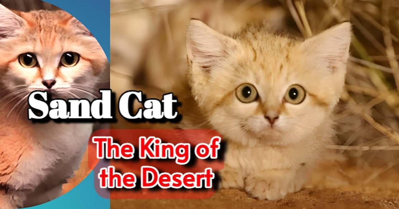 Sand Cat: The unbeatable king of the desert though it looks cute