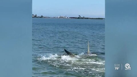 Martin County man captures up-close video of 14-foot great hammerhead shark while on paddleboard