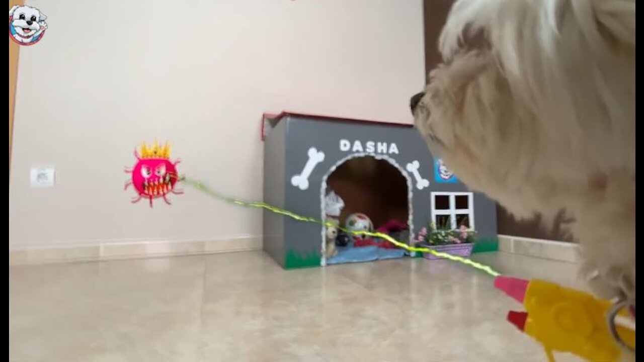 5 COSAS para PROTEGER a Tu PERRO del VIRUS!👑🦠Anima Dogs