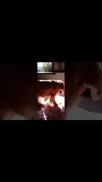 #dogshow, #amimals, #dogs, #shorts