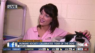 Humane Society Naples celebrates 'Year of the Dog' - 7:30am live report