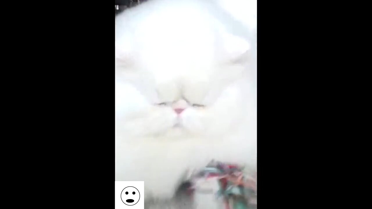 FUNNY MIAW CRASHING INTO THE CAMERA!!!