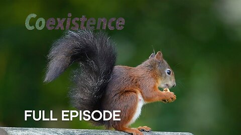 Endangered Red Squirrel Thriving in Small Town | Coexistence | BBC Earth