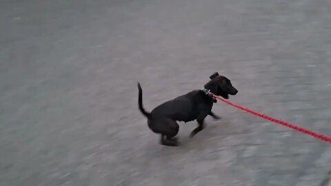 TWO MAXIMIZING Forward Motion STRATEGIES on the Dogleash Patterdale Terriers Black Fell powerwalkinf