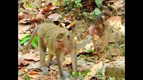 Tiny Baby Stormy Really Happy While Mama Allowed To Play