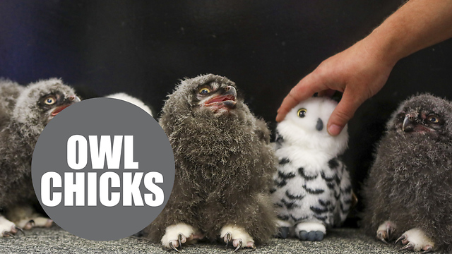 Snowy owls photographed for the first time since hatching