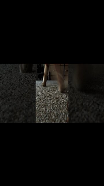 Just For Laughs Gingie stomp #maviczoom #cat #funny