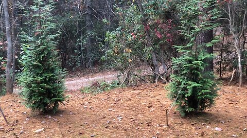 Deer trail in Georgia
