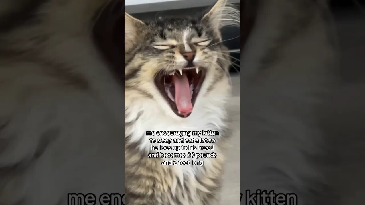 NEVER BACK DOWN NEVER GIVE UP ‼️ #siberiancat